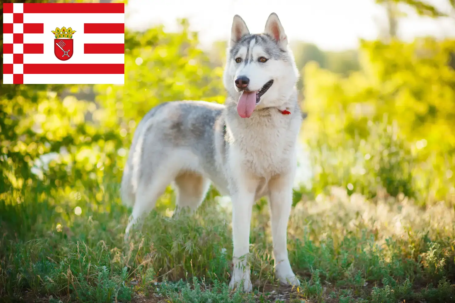Read more about the article Husky breeders and puppies in Bremen