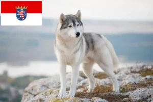 Read more about the article Husky breeders and puppies in Hessen