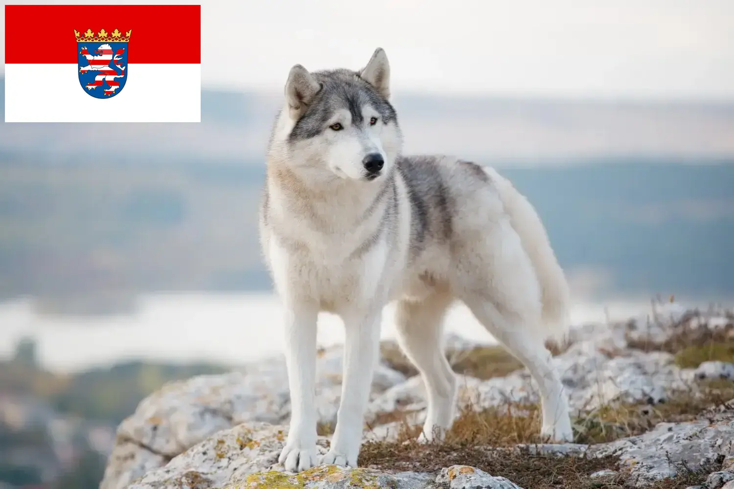Husky puppies and breeders Hessen Here you can find Husky breeders in Hessen.