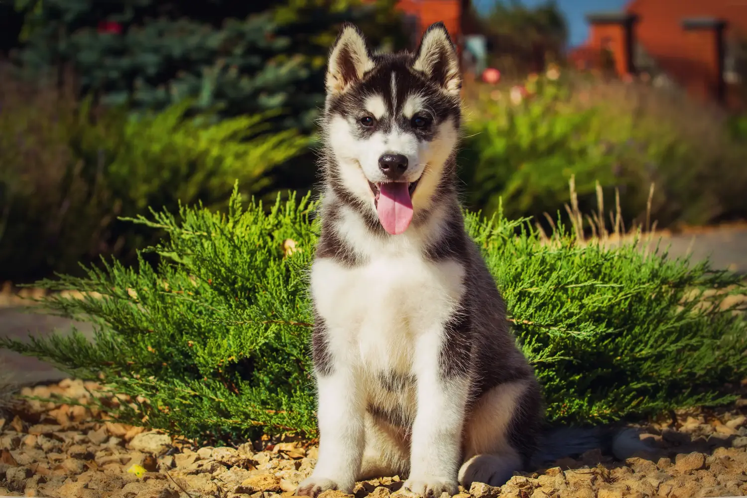 Buying a Husky puppy means taking responsibility! Buy Husky puppies.