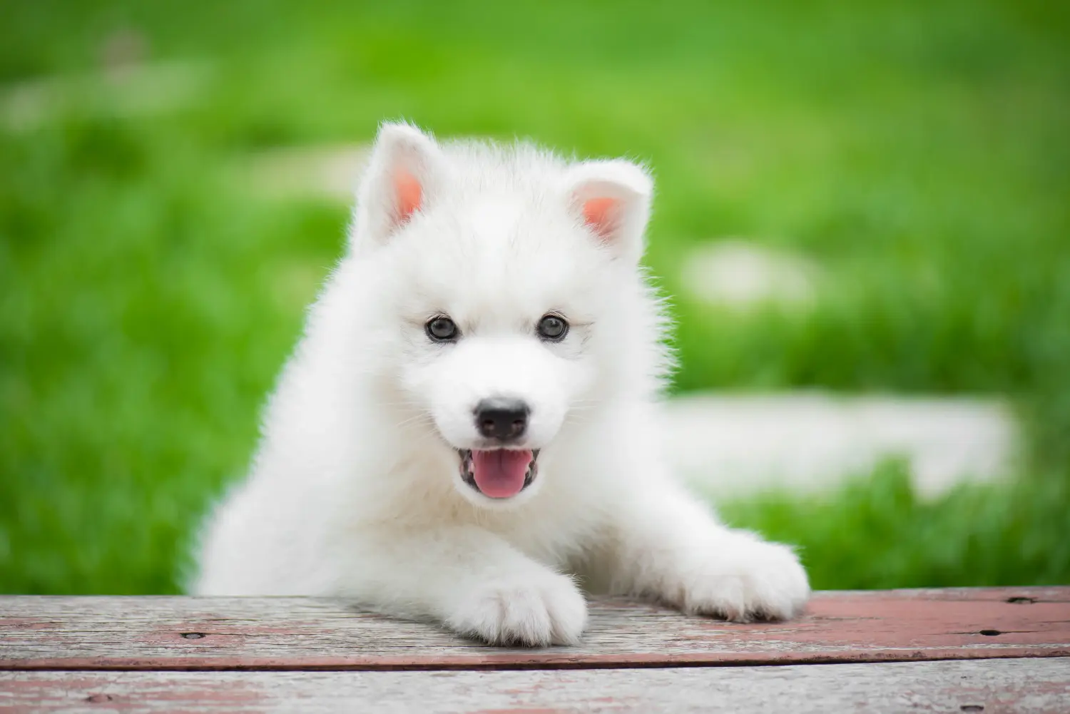 Buying a Husky puppy means taking responsibility! Buy Husky puppies.