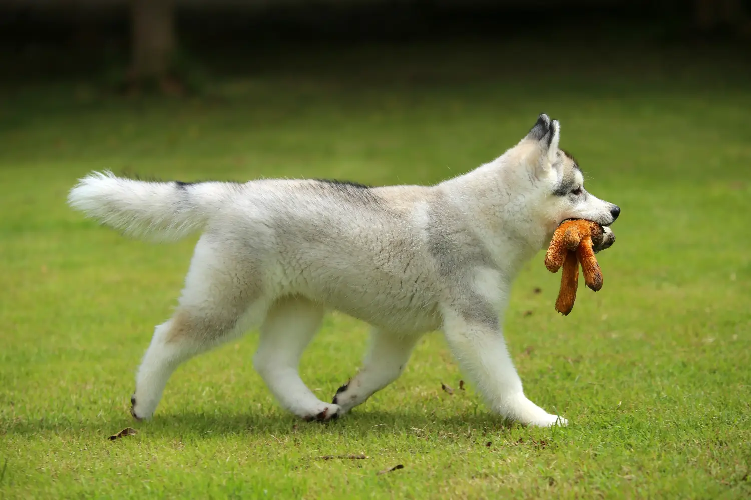 Buying a Husky puppy means taking responsibility! Buy Husky puppies.