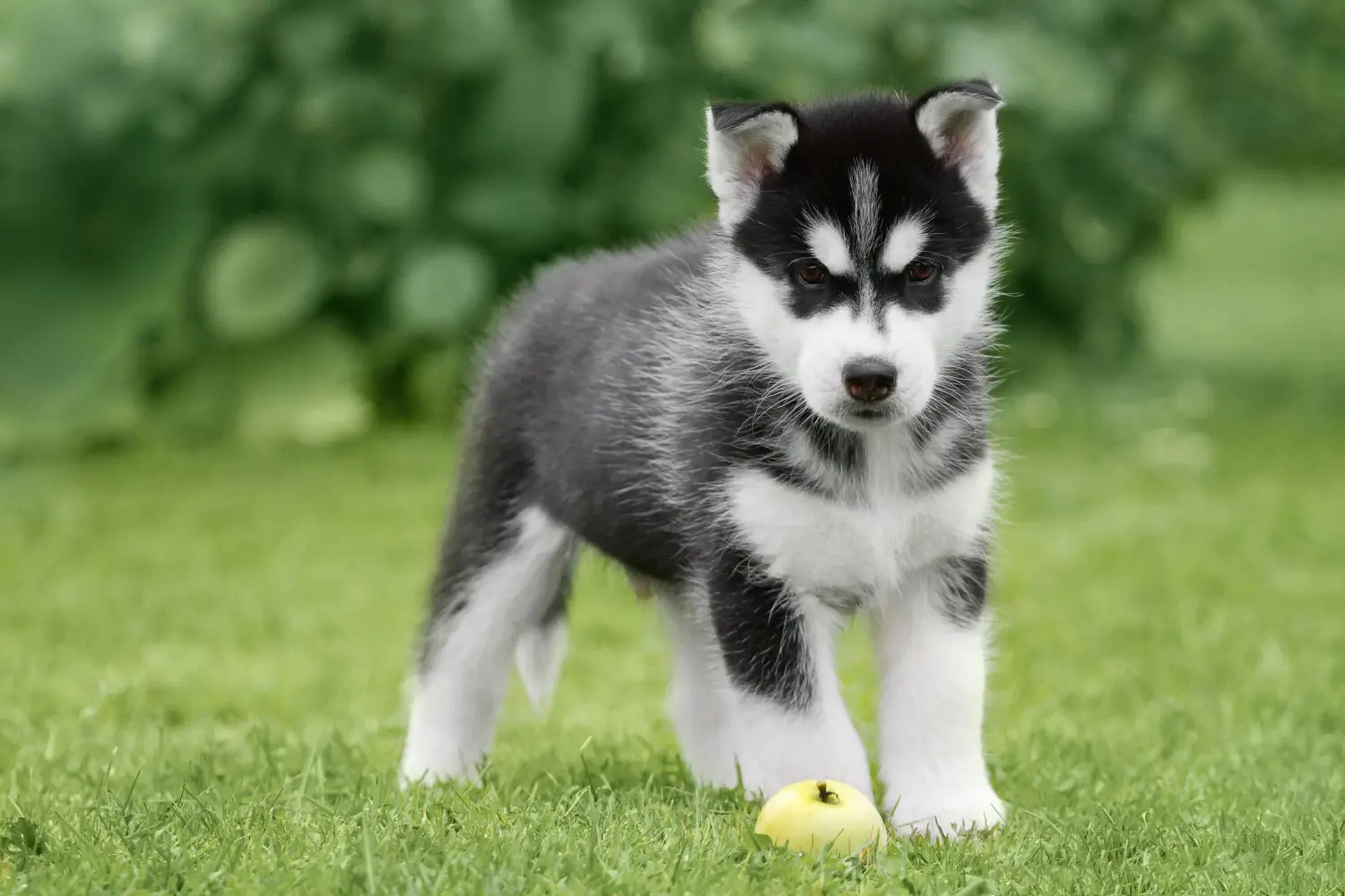 Buying a Husky puppy means taking responsibility! Buy Husky puppies.