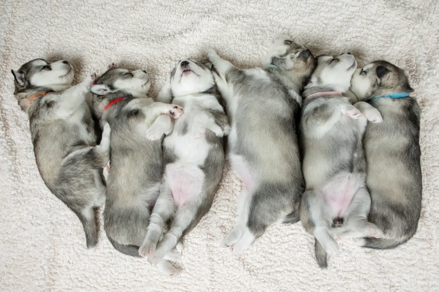 Buying a Husky puppy means taking responsibility! Buy Husky puppies.