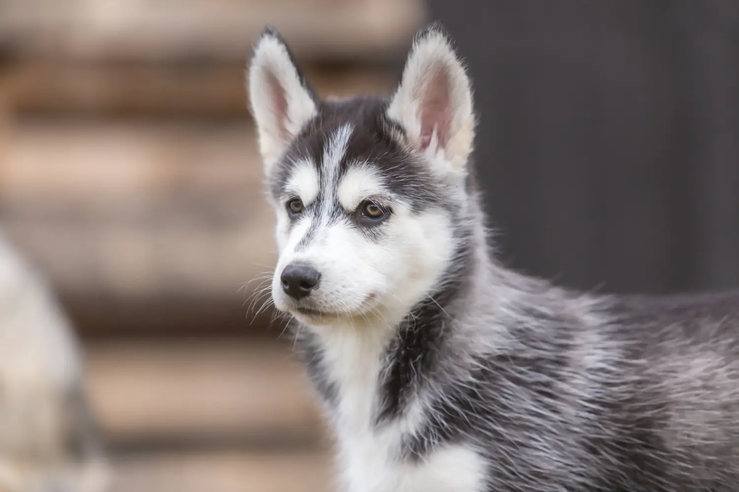 Buying a Husky puppy means taking responsibility! Buy Husky puppies.