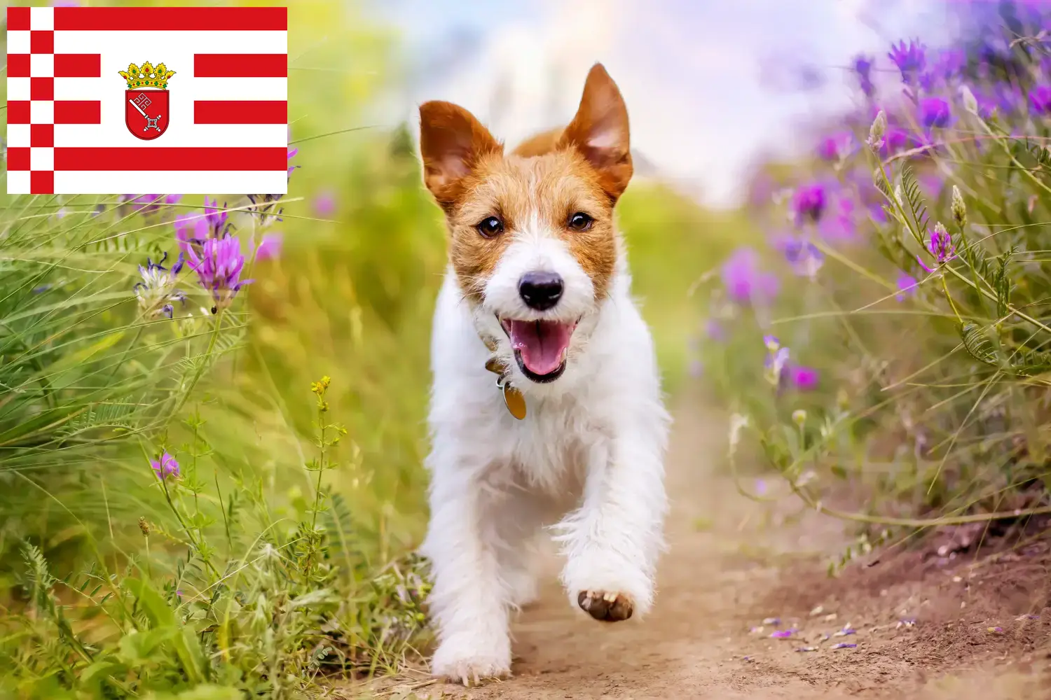 Jack Russell puppies and breeders Bremen Find Jack Russell breeders in Bremen here.