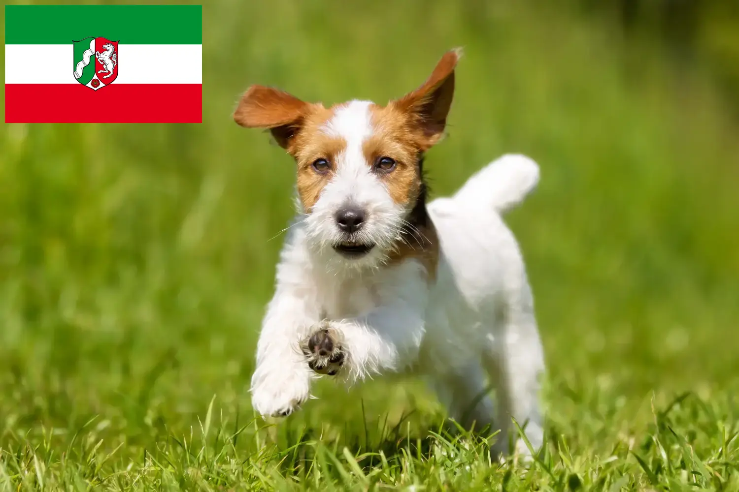 Jack Russell puppies and breeders North Rhine-Westphalia Find Jack Russell breeders in North Rhine-Westphalia here.