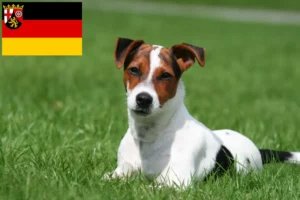 Read more about the article Jack Russell breeders and puppies in Rhineland-Palatinate
