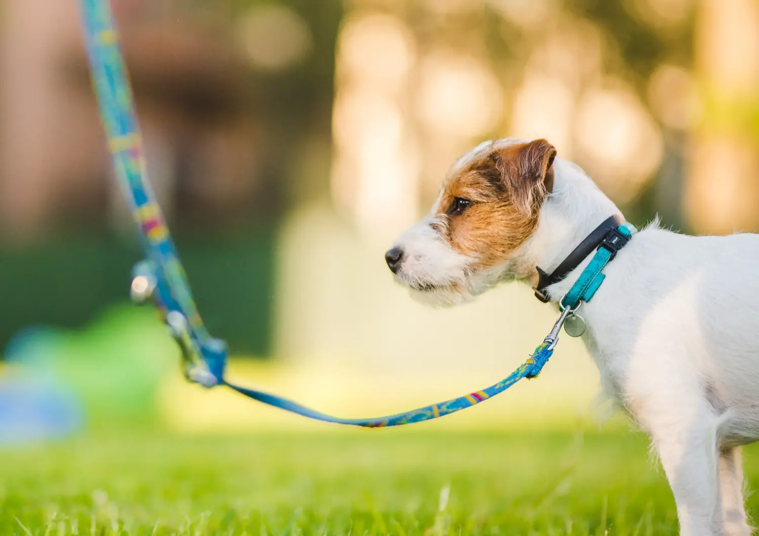 Buying a Jack Russell puppy means taking responsibility! Buy Jack Russell puppies.