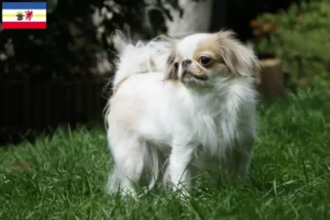 Read more about the article Japan Chin breeders and puppies in Mecklenburg-Vorpommern