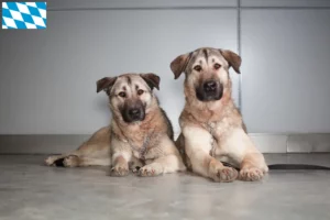 Read more about the article Kangal breeders and puppies in Bavaria