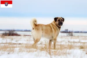 Read more about the article Kangal breeders and puppies in Hessen