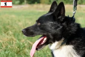 Read more about the article Karelian Bear Dog Breeder and Puppies in Berlin