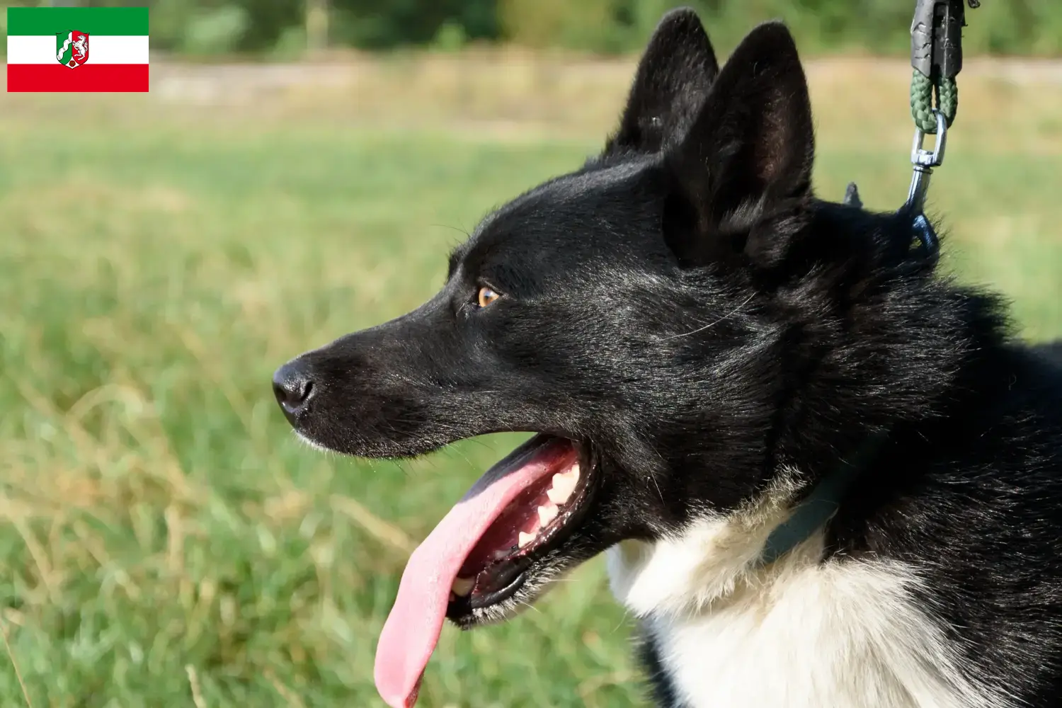 Karelian Bear Dog puppies and breeders North Rhine-Westphalia Here you can find Karelian Bear Dog breeders in North Rhine-Westphalia.