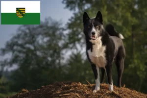 Read more about the article Karelian Bear Dog Breeder and Puppies in Saxony