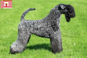 Read more about the article Kerry Blue Terrier breeder and puppies in Bremen