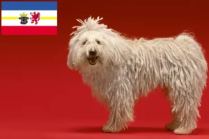 Read more about the article Komondor breeders and puppies in Mecklenburg-Vorpommern