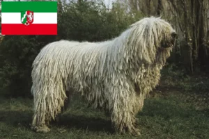 Read more about the article Komondor breeders and puppies in North Rhine-Westphalia
