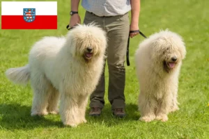 Read more about the article Komondor breeders and puppies in Thuringia