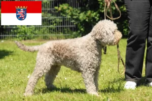 Read more about the article Lagotto Romagnolo breeders and puppies in Hessen