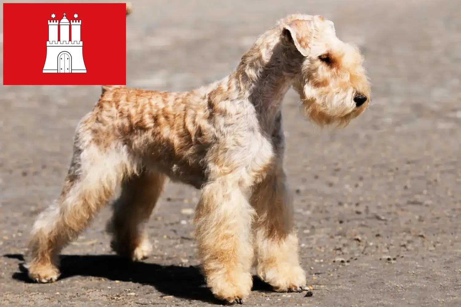 Lakeland Terrier puppies and breeders Hamburg Find Lakeland Terrier breeders in Hamburg here.