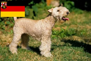 Read more about the article Lakeland Terrier breeders and puppies in Rhineland-Palatinate