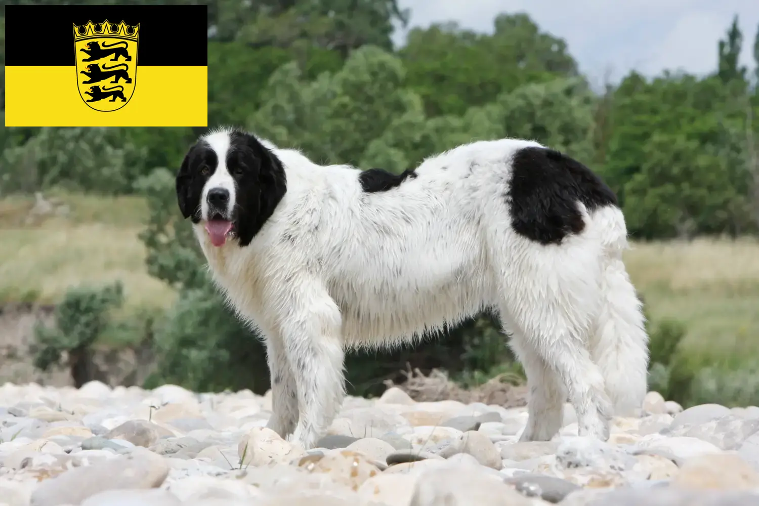 Landseer puppies and breeders Baden-Württemberg Here you can find Landseer breeders in Baden-Württemberg.