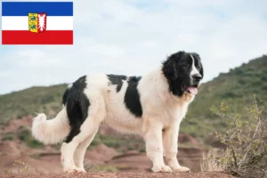 Read more about the article Landseer breeders and puppies in Schleswig-Holstein