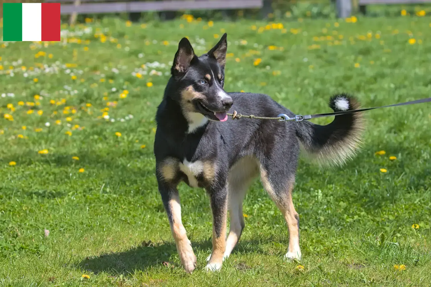 Lappish Reindeer Dog Puppies and Breeder Italy Find Lappish Reindeer Dog breeders in Italy.