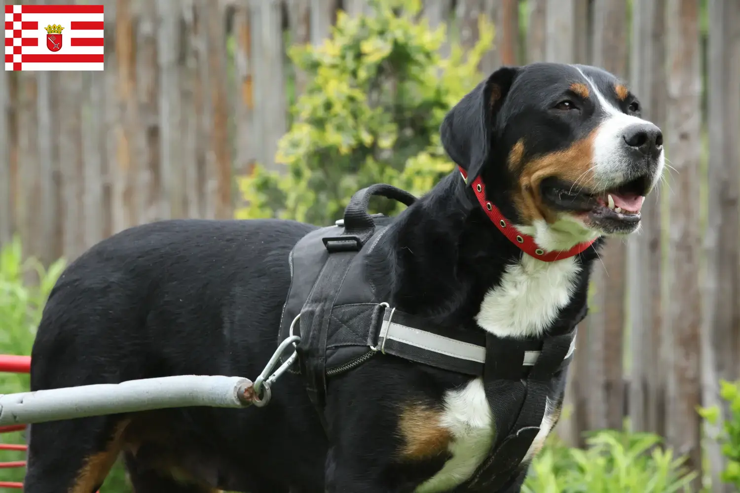 Large Swiss Mountain Dog Puppies and Breeder Bremen Find here Great Swiss Mountain Dog breeders in Bremen.