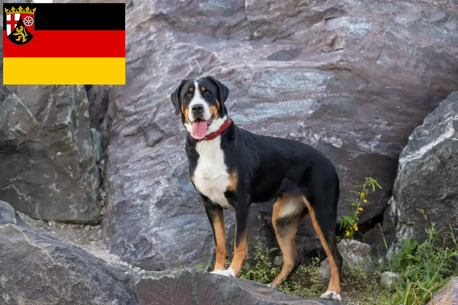 Great Swiss Mountain Dog puppies and breeders Rhineland-Palatinate Here you can find Great Swiss Mountain Dog breeders in Rhineland-Palatinate.