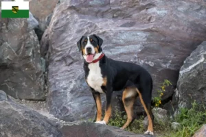 Read more about the article Large Swiss Mountain Dog Breeder and Puppies in Saxony