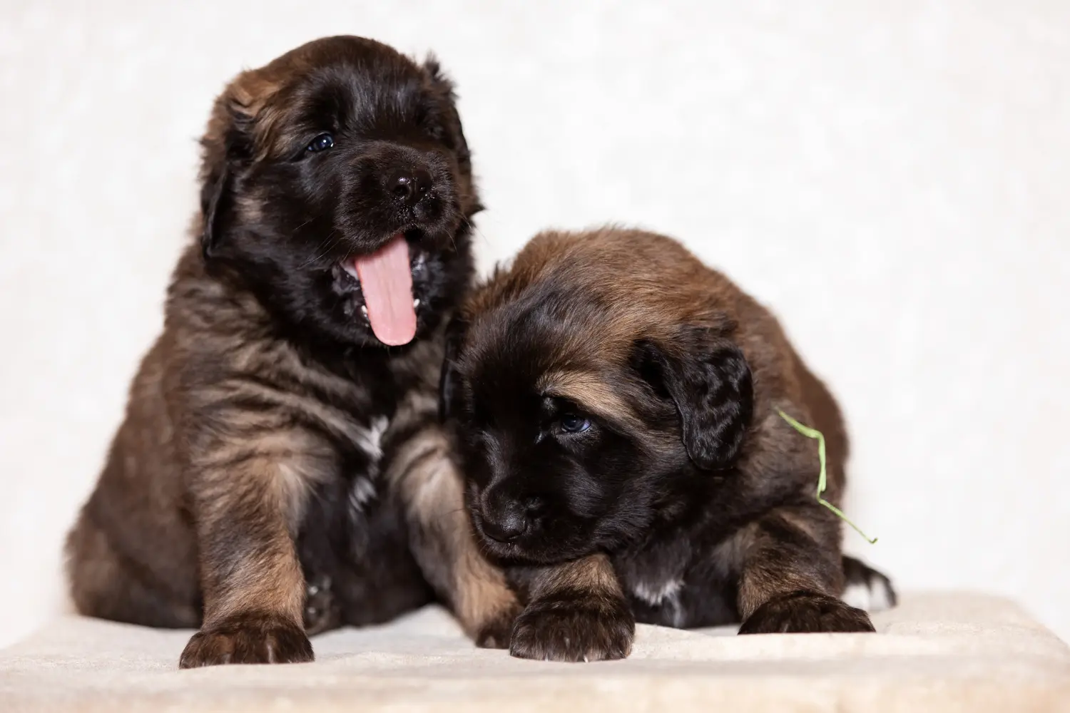 Buying a Leonberger puppy means taking responsibility! Buy Leonberger puppies.