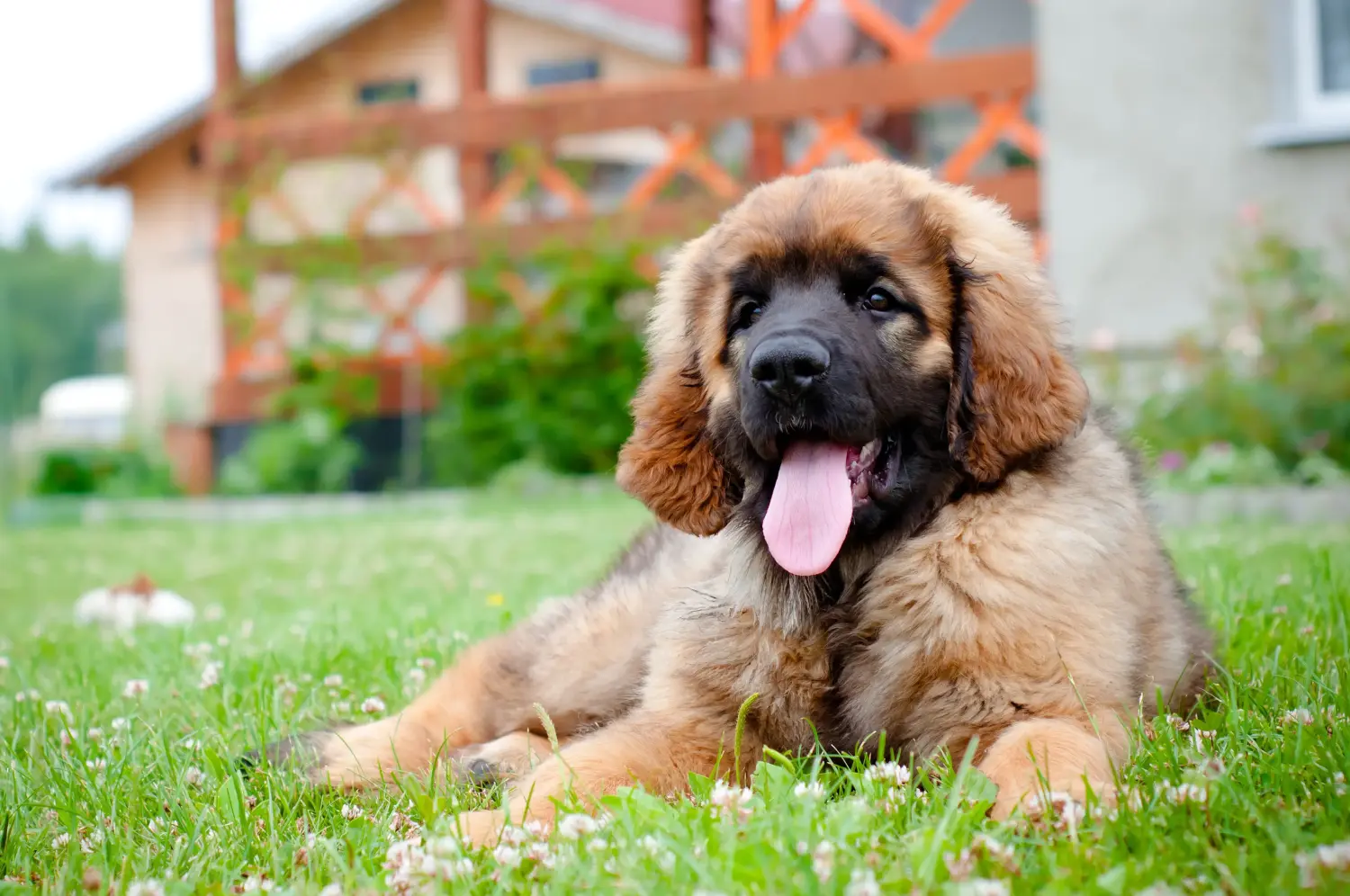 Buying a Leonberger puppy means taking responsibility! Buy Leonberger puppies.