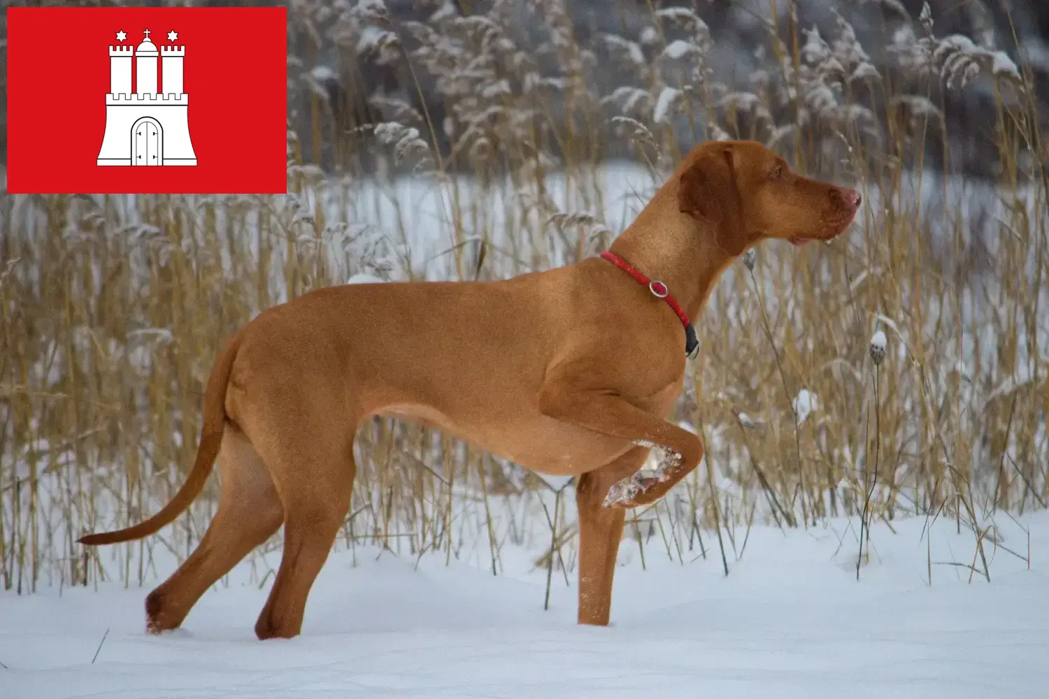 Magyar Vizsla puppies and breeders Hamburg Here you can find Magyar Vizslas breeders in Hamburg.