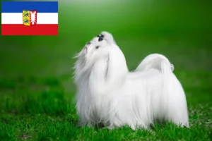 Read more about the article Maltese breeders and puppies in Schleswig-Holstein