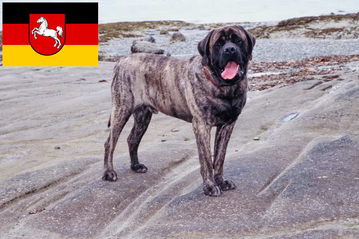 Mastiff puppies and breeders Lower Saxony Here you can find Mastiff breeders in Lower Saxony.