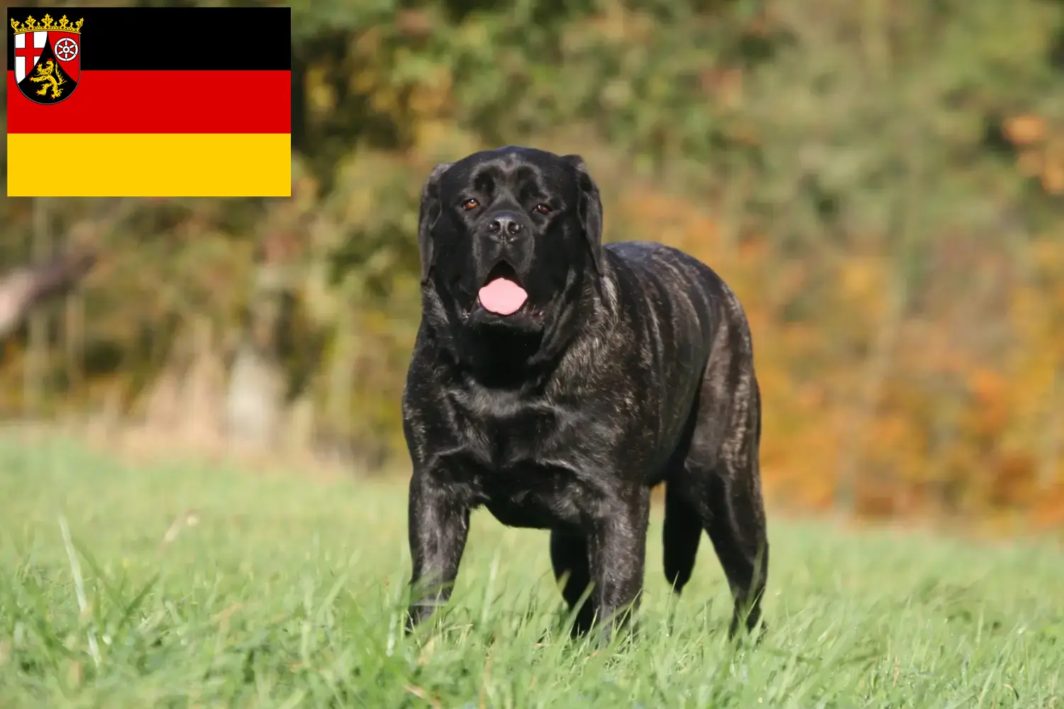 Mastiff puppies and breeders Rhineland-Palatinate Here you will find Mastiff breeders in Rhineland-Palatinate.