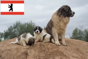 Read more about the article Mastín del Pirineo breeders and puppies in Berlin