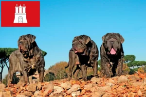 Read more about the article Mastino Napoletano breeders and puppies in Hamburg