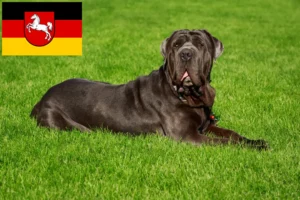 Read more about the article Mastino Napoletano breeders and puppies in Lower Saxony
