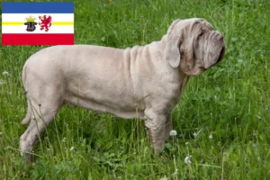Read more about the article Mastino Napoletano breeders and puppies in Mecklenburg-Vorpommern