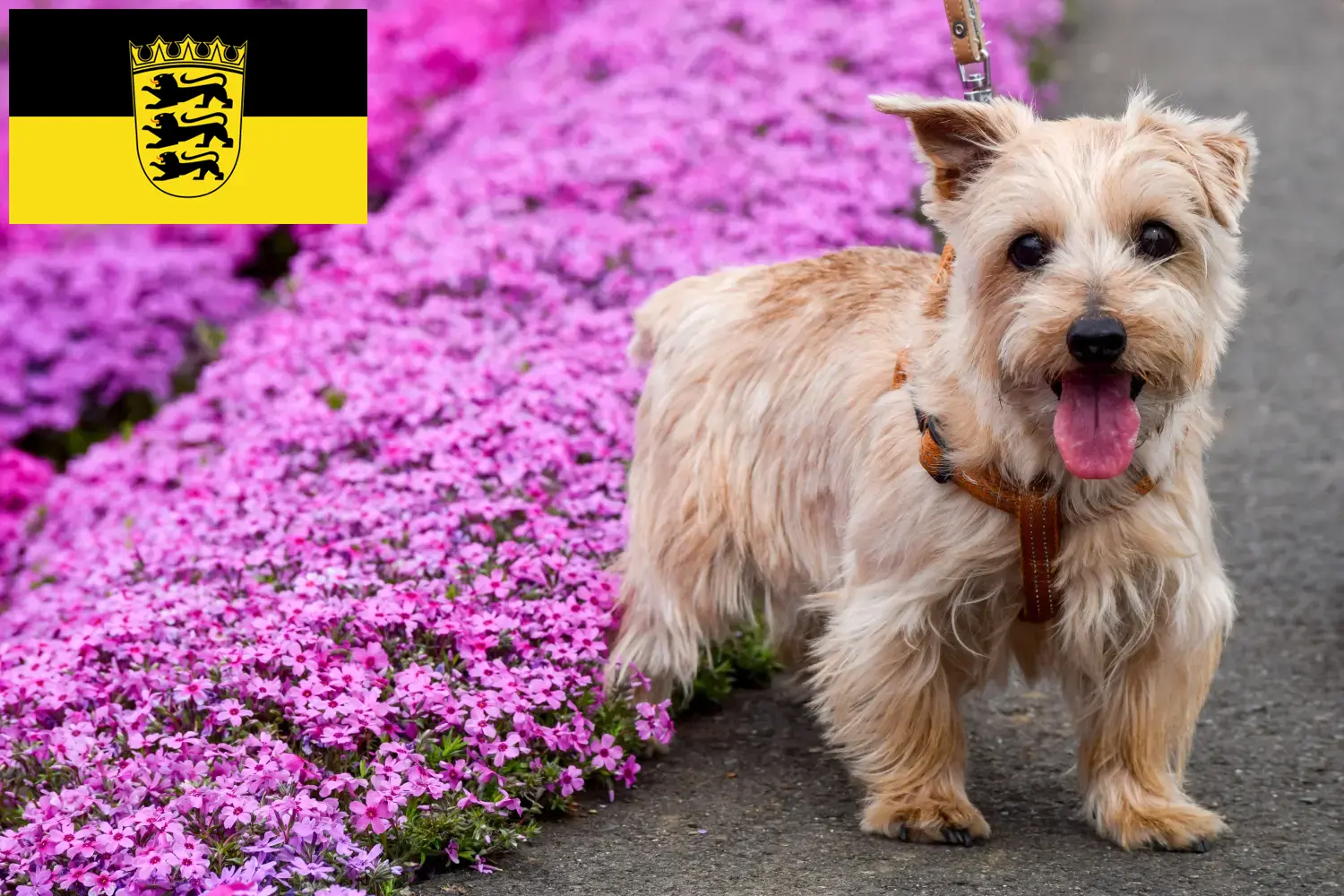 Norfolk Terrier puppies and breeders Baden-Württemberg Find Norfolk Terrier breeders in Baden-Württemberg here.