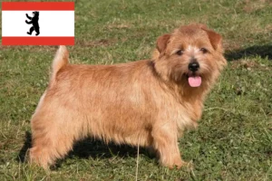 Read more about the article Norfolk Terrier breeders and puppies in Berlin