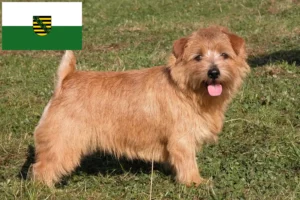 Read more about the article Norfolk Terrier breeders and puppies in Saxony