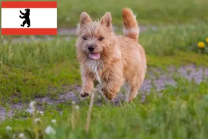 Read more about the article Norwich Terrier breeders and puppies in Berlin