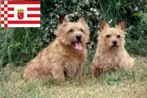 Read more about the article Norwich Terrier breeders and puppies in Bremen