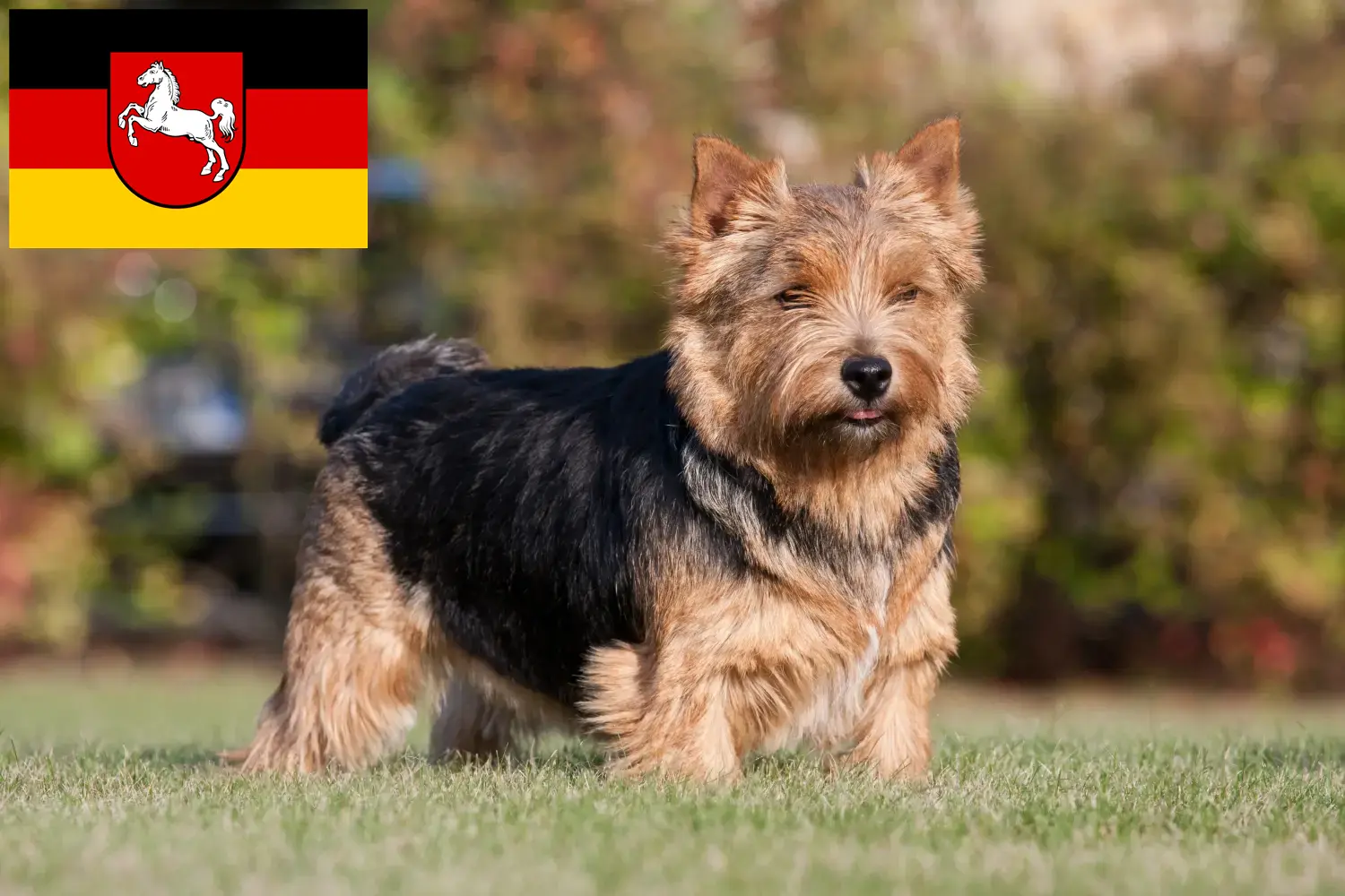 Norwich Terrier puppies and breeders Lower Saxony Find Norwich Terrier breeders in Lower Saxony here.