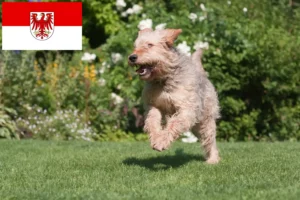 Read more about the article Otterhund breeders and puppies in Brandenburg