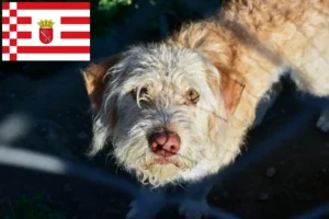Read more about the article Otterhund breeders and puppies in Bremen